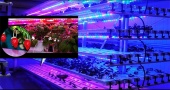 Подробнее о УСС 45 БИО тепличный светодиодный светильник
